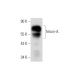 fetuin-A Antibody (H-8) - Western Blotting - Image 318592 