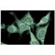 FEZ1 Antibody (1) - Immunofluorescence - Image 60589