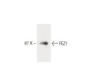 FEZ1 Antibody (1) - Western Blotting - Image 60311 