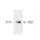 FEZ1 Antibody (1) - Western Blotting - Image 60311 
