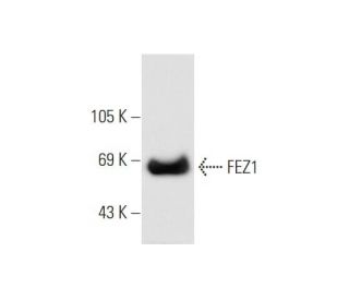 FEZ1 Antibody (C-5) - Western Blotting - Image 68570 