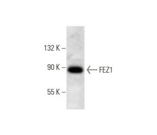 FEZ1 Antibody (E-12) - Western Blotting - Image 298566 