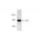 FEZ1 Antibody (E-12) - Western Blotting - Image 298566 