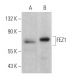 FEZ1 Antibody (E-12) - Western Blotting - Image 366967