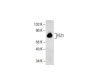 FEZ1 Antibody (F-12) - Western Blotting - Image 154791 