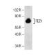 FEZ1 Antibody (F-12) - Western Blotting - Image 154791 