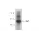 FEZ1 Antibody (F-12) - Western Blotting - Image 319563 