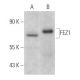 FEZ1 Antibody (F-12) - Western Blotting - Image 367039