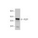 FEZF1 Antibody (F-4) - Western Blotting - Image 348660