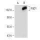 FGD1 Antibody (E-10) - Western Blotting - Image 150228