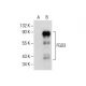 FGD3 Antibody (A-3) - Western Blotting - Image 287486 