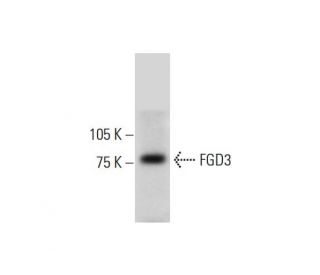 FGD3 Antibody (A-3) - Western Blotting - Image 290721 