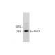 FGD3 Antibody (A-3) - Western Blotting - Image 290721 