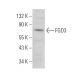 FGD3 Antibody (A-3) - Western Blotting - Image 373221