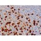 FGD3 Antibody (D-3) - Immunohistochemistry - Image 286281 