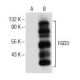 FGD3 Antibody (D-3) - Western Blotting - Image 154065