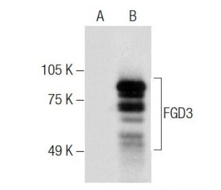 FGD3 Antibody (G-12) - Western Blotting - Image 286886