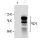 FGD3 Antibody (G-12) - Western Blotting - Image 286886