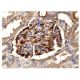 immunohistochemistry image from recommended FGF-1 (B-3) monoclonal antibody replacement. Image 156890