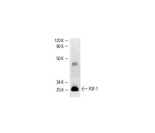 FGF-1 Antibody (D-11) - Western Blotting - Image 2422