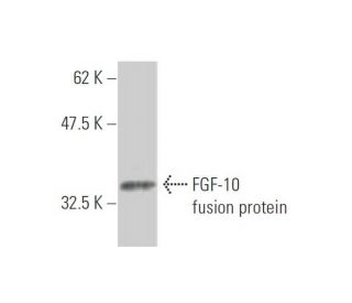 western blotting image from recommended FGF-10 (3C7) monoclonal antibody replacement. Image 348481