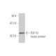 western blotting image from recommended FGF-10 (3C7) monoclonal antibody replacement. Image 348481