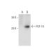 FGF-15 Antibody (G-5) - Western Blotting - Image 303771