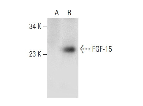 FGF 15 Antibody G 5 SCBT Santa Cruz Biotechnology