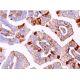 immunohistochemistry image from recommended FGF-15 (D-9) monoclonal antibody replacement. Image 375208
