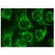 FGF-16 Antibody (C-2) - Immunofluorescence - Image 152196 