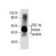 FGF-16 Antibody (C-2) - Western Blotting - Image 154584