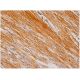 FGF-16 Antibody (G-2) - Immunohistochemistry - Image 346184 
