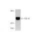 FGF-16 Antibody (G-2) - Western Blotting - Image 289856