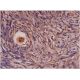 FGF-17 Antibody (B-4) - Immunohistochemistry - Image 286266 