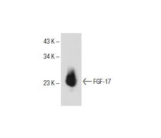 FGF-17 Antibody (B-4) - Western Blotting - Image 153762 