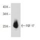 FGF-17 Antibody (B-4) - Western Blotting - Image 153762 