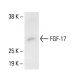 FGF-17 Antibody (B-4) - Western Blotting - Image 411222