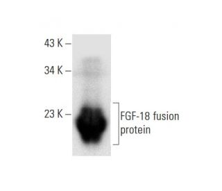 western blotting image from recommended FGF-18 (C-6) monoclonal antibody replacement. Image 296868