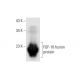western blotting image from recommended FGF-18 (C-6) monoclonal antibody replacement. Image 296868
