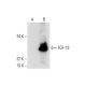 FGF-19 Antibody (H-12) - Western Blotting - Image 288969 