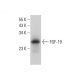 FGF-19 Antibody (H-12) - Western Blotting - Image 381953