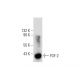 FGF-2 Antibody (A-1) - Western Blotting - Image 137564