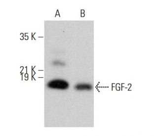 FGF-2 Antibody (A-1) - Western Blotting - Image 379921 