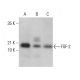 FGF-2 Antibody (A-1) - Western Blotting - Image 379912 