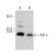 FGF-2 Antibody (A-1) - Western Blotting - Image 379921 