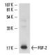 FGF-2 Antibody (A-7) - Western Blotting - Image 15429
