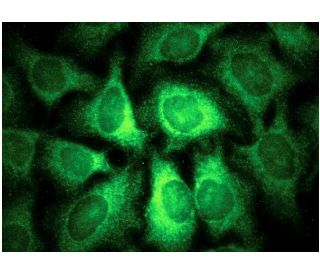 immunofluorescence image from recommended FGF-2 (G-2) monoclonal antibody replacement. Image 145182