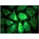 immunofluorescence image from recommended FGF-2 (G-2) monoclonal antibody replacement. Image 145182