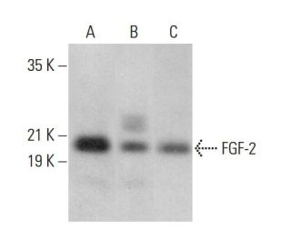 FGF-2 Antibody (A-1) - Western Blotting - Image 379912 