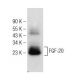 FGF-20 Antibody (F-5) - Western Blotting - Image 147182